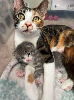 Monet -  Domestic Short Hair and Calico Cat for Adoption in Homer Glen, Illinois - Monet | PetCurious