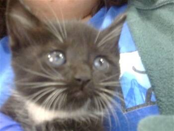 Rescue Domestic Short Hair Cats for Adoption in Dallas, Texas - OZZIE | PetCurious