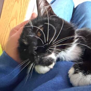 Domestic Medium Hair Cats Available for Adoption in Washougal, Washington - Audrey | PetCurious