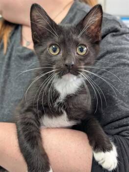 SCHMUFFINS -  Domestic Short Hair Cat for Adoption in Canfield, Ohio - SCHMUFFINS | PetCurious