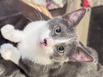 Rescue Domestic Short Hair Cats for Adoption in Sandy Springs, Georgia - Leo And Spencer | PetCurious