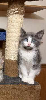 Dixie -  American Shorthair Cat for Adoption in Sherwood, Oregon - Dixie | PetCurious