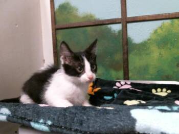 Domestic Short Hair Cats Available for Adoption in Houston, Texas - CARAMELO | PetCurious