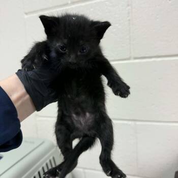 Snow White -  Domestic Short Hair Cat for Adoption in Reno, Nevada - Snow White | PetCurious