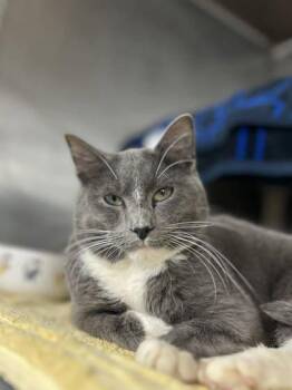 Domestic Short Hair Cats Available for Adoption in Munster, Indiana - Eli | PetCurious