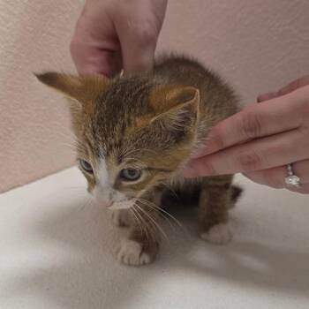 Copper -  Domestic Short Hair Cat for Adoption in Jupiter, Florida - Copper | PetCurious
