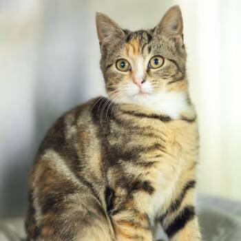 Domestic Short Hair Cats Available for Adoption - Wiggle Worm | PetCurious
