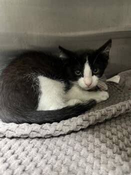 PLUTO -  Domestic Short Hair Cat for Adoption in Chula Vista, California - PLUTO | PetCurious