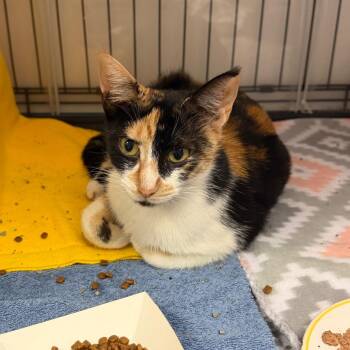 GOAT -  Domestic Short Hair Cat for Adoption in Austin, Texas - GOAT | PetCurious