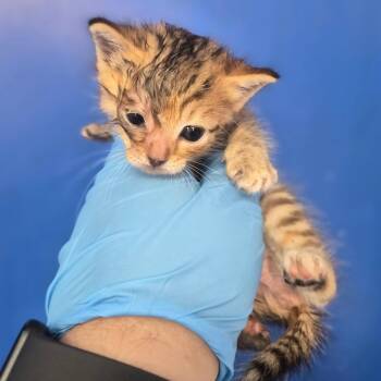 Domestic Short Hair Cats Available for Adoption in Wahiawa, Hawaii - Peanut | PetCurious