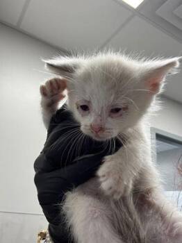 Domestic Short Hair Cats Available for Adoption in Sevierville, Tennessee - Silly Goose | PetCurious