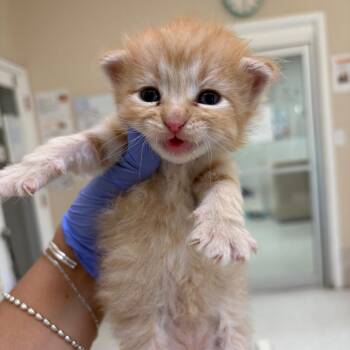 Spelunk -  Domestic Medium Hair Cat for Adoption in Kanab, Utah - Spelunk | PetCurious
