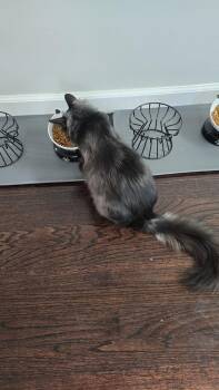 Domestic Long Hair Cats Available for Adoption - Merlot | PetCurious