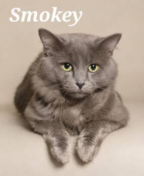 Smokey -  Domestic Medium Hair Cat for Adoption in Monroeville, Pennsylvania - Smokey | PetCurious