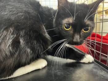 Rescue Domestic Short Hair Cats for Adoption in Grand Prairie, Texas - KEVINA | PetCurious