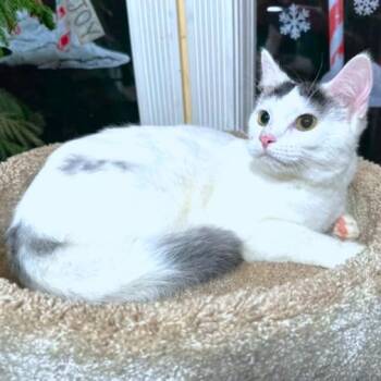 Turkish Angora and Turkish Van Cats Available for Adoption in Oakwood, Georgia - STUNNING SAMBUCA | PetCurious