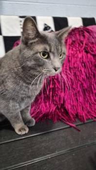 Domestic Short Hair Cats Available for Adoption - Fred @ PetSmart | PetCurious
