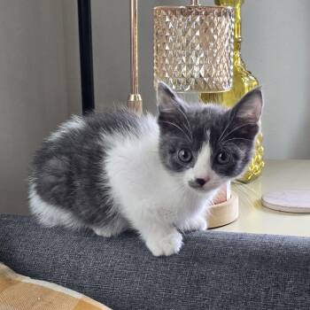 Cottentail -  Domestic Short Hair Cat for Adoption in Maple Valley, Washington - Cottentail | PetCurious