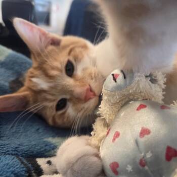 Domestic Short Hair Cats Available for Adoption - Zorro | PetCurious