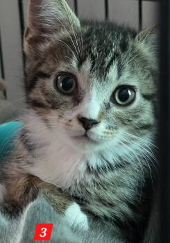 Three -  Tabby Cat for Adoption in Buena Vista, Virginia - Three | PetCurious