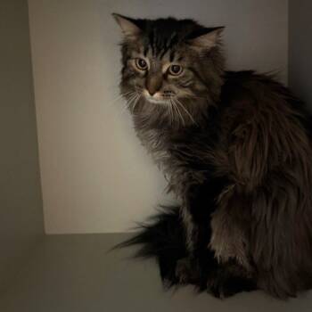 Rescue Domestic Long Hair Cats for Adoption in Sarasota, Florida - Sebastian | PetCurious