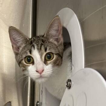 Finch -  Domestic Short Hair Cat for Adoption in Cumming, Georgia - Finch | PetCurious