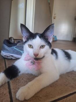 Penny -  Domestic Short Hair Cat for Adoption in Lakewood, California - Penny | PetCurious
