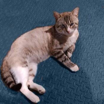 Sterling 0724 -  Siamese Cat for Adoption - Sterling 0724 | PetCurious