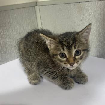 Henry -  Domestic Short Hair Cat for Adoption in Tampa, Florida - Henry | PetCurious