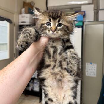 Swanson -  Domestic Long Hair Cat for Adoption in Pekin, Illinois - Swanson | PetCurious