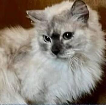 Ragdoll Cats Available for Adoption - Blast | PetCurious