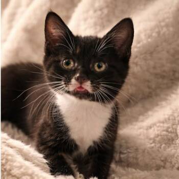 Petal -  Domestic Short Hair Cat for Adoption in Gainesville, Georgia - Petal | PetCurious