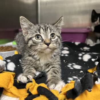 Domestic Short Hair Cats Available for Adoption in La Grange Park, Illinois - Mermaid 1 Of 2 | PetCurious