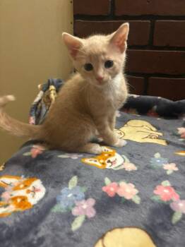 Macaroni -  Domestic Short Hair Cat for Adoption in Hillsboro, Ohio - Macaroni | PetCurious