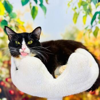 Rescue Domestic Short Hair Cats for Adoption in Wichita, Kansas - Soldier | PetCurious