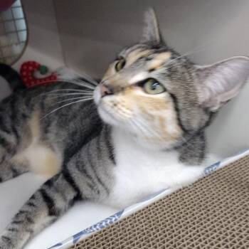Willow -  Domestic Short Hair Cat Available for Adoption in Meridian, Idaho - Willow | PetCurious
