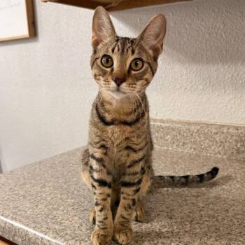 Dasher HS -  Domestic Short Hair Cat for Adoption in Austin, Texas - Dasher HS | PetCurious