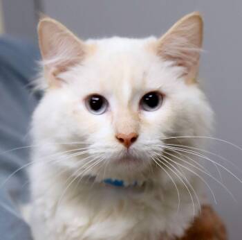 Antonio (AO37700) -  Domestic Long Hair Cat for Adoption in Kansas City, Kansas - Antonio (AO37700) | PetCurious