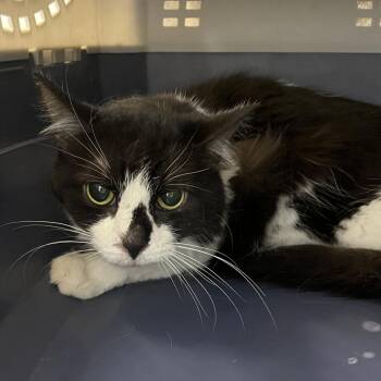 Felicia Pizzaro -  Domestic Medium Hair Cat for Adoption in Oak Park, Illinois - Felicia Pizzaro | PetCurious