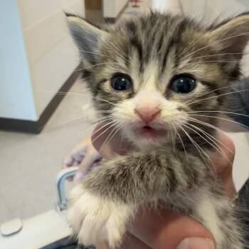 Tommy (FKA Him) -  Domestic Short Hair Cat for Adoption in Midland, Texas - Tommy (FKA Him) | PetCurious
