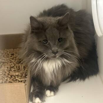 Domestic Short Hair Cats Available for Adoption in Philadelphia, Pennsylvania - Koda | PetCurious