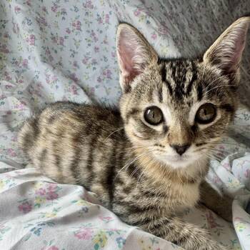 Daisy -  Domestic Short Hair Cat for Adoption in Pleasanton, California - Daisy | PetCurious