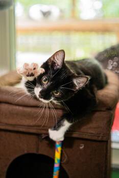 Sebastian -  Domestic Short Hair Cat for Adoption in Morgantown, West Virginia - Sebastian | PetCurious