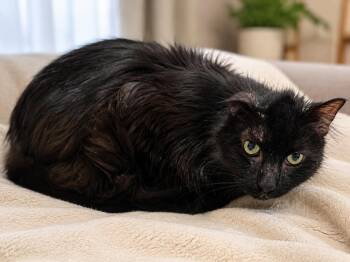 Howie -  Domestic Long Hair Cat for Adoption in Chicago, Illinois - Howie | PetCurious