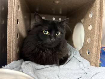 Domestic Long Hair Cats Available for Adoption in Kent, Washington - COCO | PetCurious