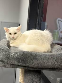 Zoey -  Domestic Medium Hair Cat for Adoption in Hamburg, New York - Zoey | PetCurious