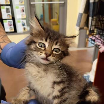 Paul Francis -  Domestic Short Hair Cat for Adoption in Lynchburg, Virginia - Paul Francis | PetCurious