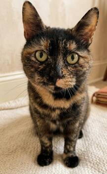 Tortoiseshell Cats Available for Adoption in Montclair, New Jersey - TigerLily | PetCurious