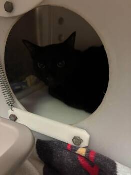 Loki -  Domestic Short Hair Cat for Adoption in Rockwall, Texas - Loki | PetCurious
