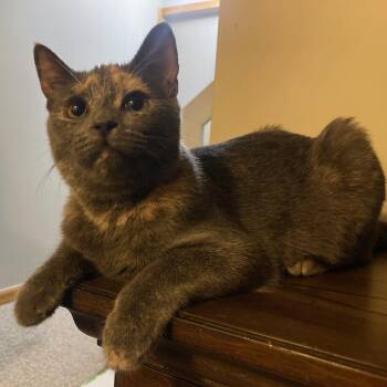The Bandon Banshee -  Domestic Short Hair Cat for Adoption in Lake Orion, Michigan - The Bandon Banshee | PetCurious